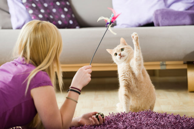 <h2>Pet Favorites You'll Love</h2>