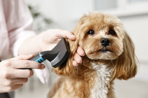 Pet Groomings