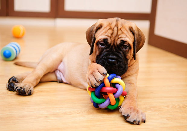 Banner image for: <h2>Quality Products for Happy Pets</h2>